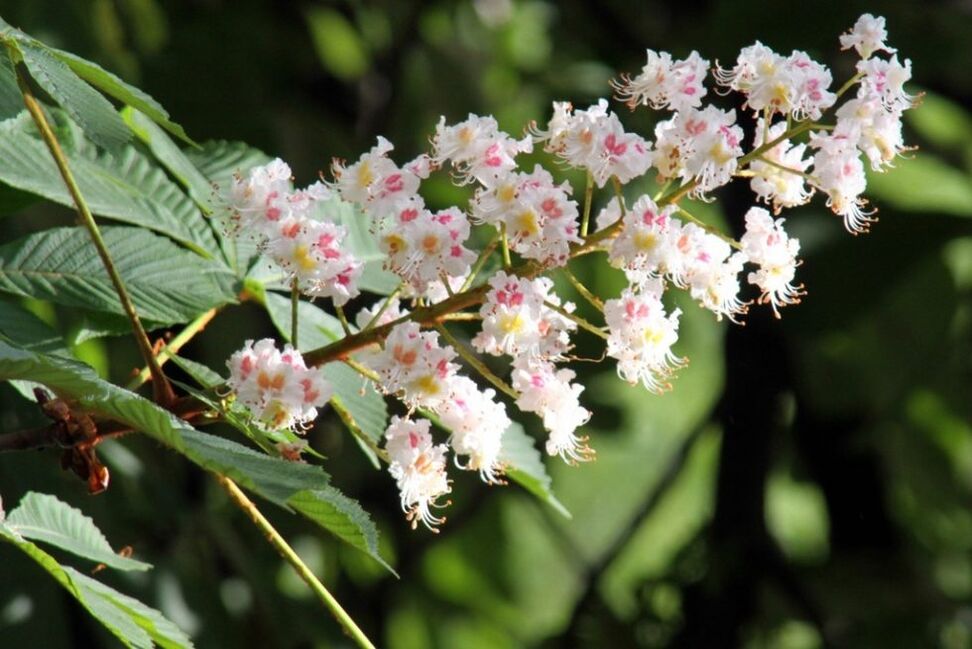 Chestnut flowers to fight varicose veins at home